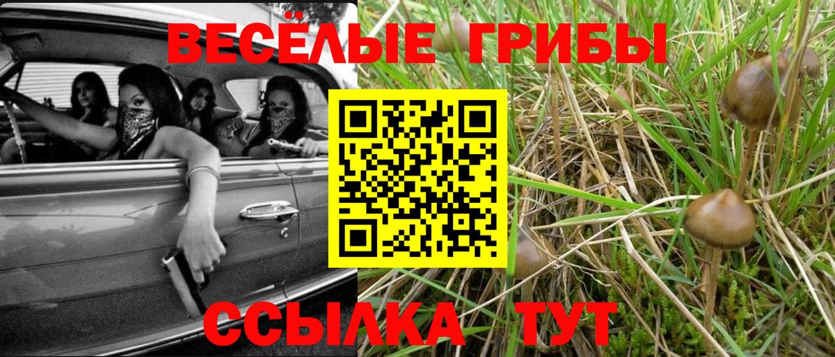 Галлюциногенные грибы Psilocybe Партизанск